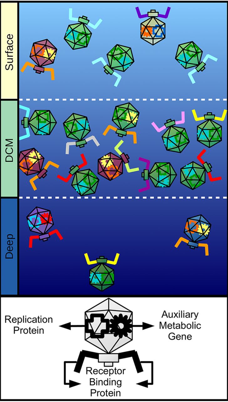 The author's model of the observed patterns of microdiversity